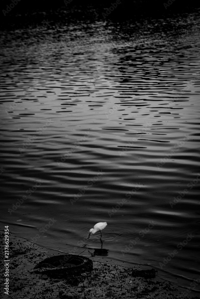 Obraz premium A Brazilian white egret in its natural habitat—along the banks of a river or lake—highlighting its elegance, plumage, and characteristic behavior. A wildlife, nature, and Brazilian biodiversity photog