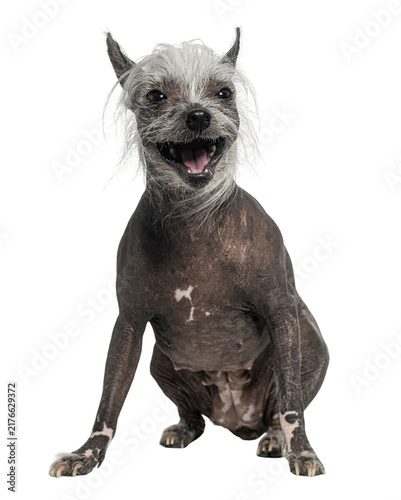 Foto Chinese crested dog sitting smiling with transparent background