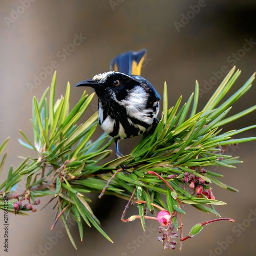 Close up portrait of black and white honeyeater bird with yellow wing patches