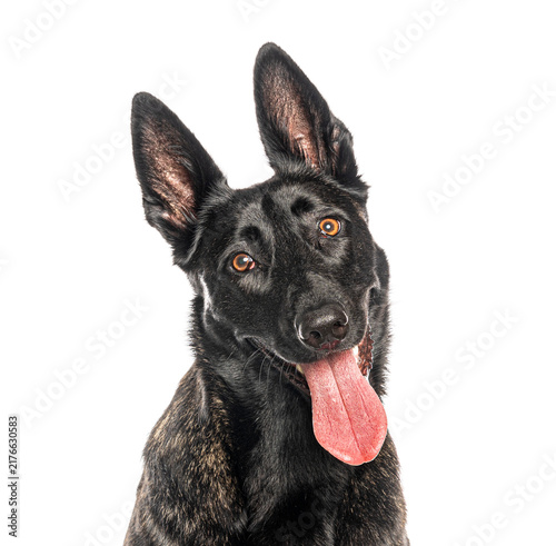 Fotografía Black dutch shepherd observing, head tilting, tongue out