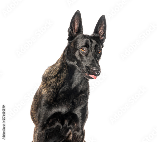 Obraz na plátně Dutch shepherd dog looking alert with tongue out