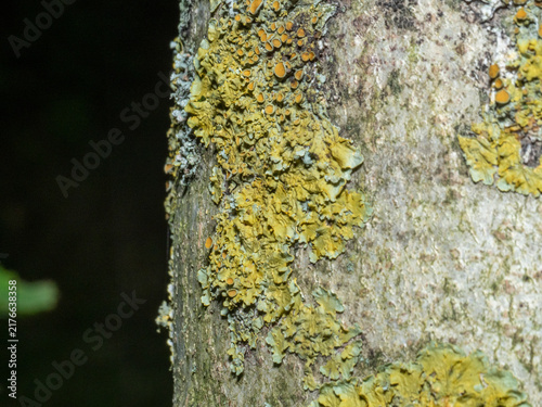 Obraz na płótnie Yellow lichen clings to rough bark