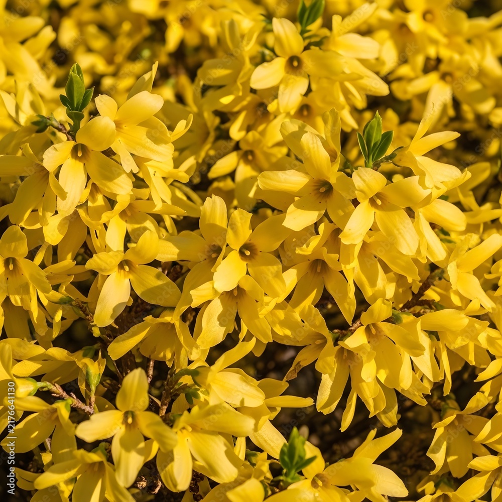 Obraz premium Bright yellow forsythia flowers blooming in a sunny garden spring park