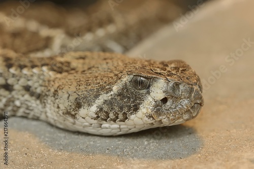 Texas rattlesnake or western diamondback rattlesnake (Crotalus atrox), captive, occurring in North America
