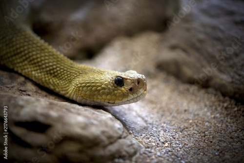 Venomous mexican west coast rattlesnake (Crotalus basiliscus), captive, Germany