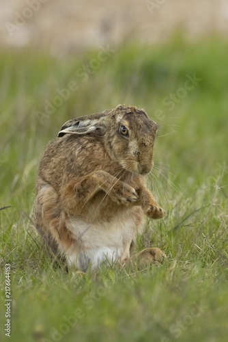 European brown hare (Lepus europaeus) adult animal stretching its front legs in a grass field, England, United Kingdom
