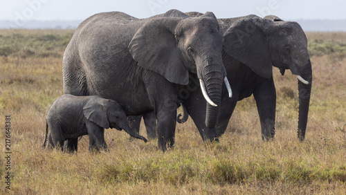 Foto African elephant breeding herd including a large adult matriarch, a juvenile, an