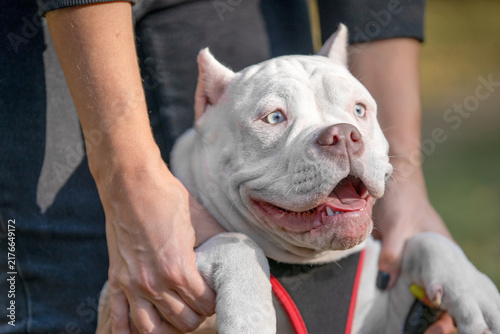 Konstfotografi A white bully breed dog with blue eyes smiles while a person holds its front paws outdoors, a joyful moment of pet companionship and bonding