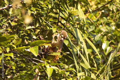 Photography Ecuadorian squirrel monkey (Saimiri cassiquiarensis macrodon) in a tree in the C