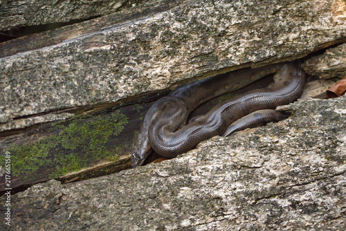 Cuadro en lienzo Green anaconda (Eunectes murinus) on a log in the Cuyabeno Wildlife Reserve, out