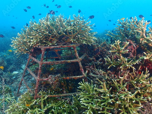 Healthy transplant coral in coral garden or coral nursery at Terengganu Island, Malaysia 