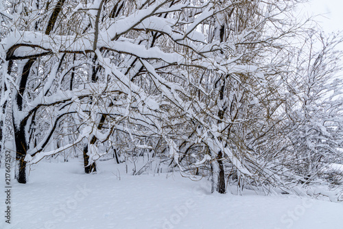 фотографія A dense thicket of bare trees and underbrush heavily laden with thick, fresh snow in a tranquil winter woodland landscape