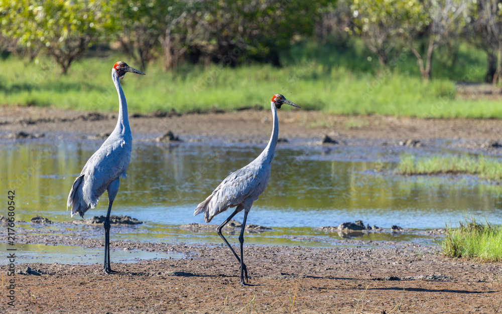 Obraz premium Two Brolga (Antigone rubicunda) at the edge of a water pond, around Yellow Water, Northern Territory, Australia