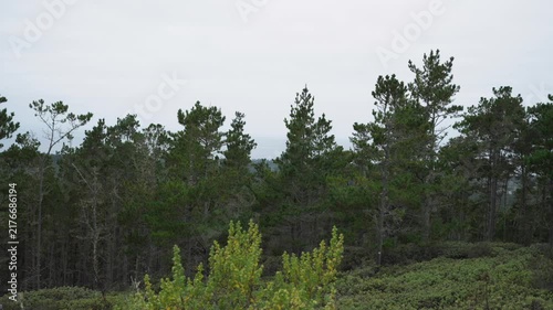 Forest with foggy skies