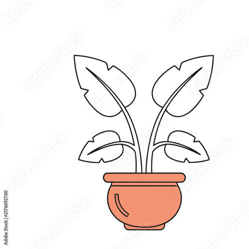 Potted plant with large leaves