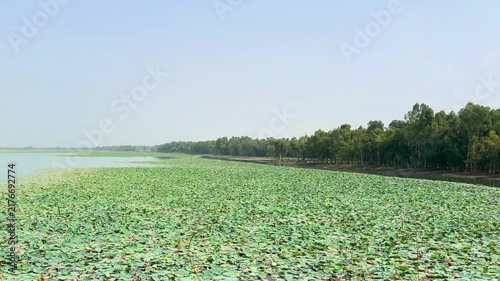 A wide view of a tranquil water lake, with nearly half of its surface naturally covered by dense clusters of vibrant green floating aquatic leaves. 4k video