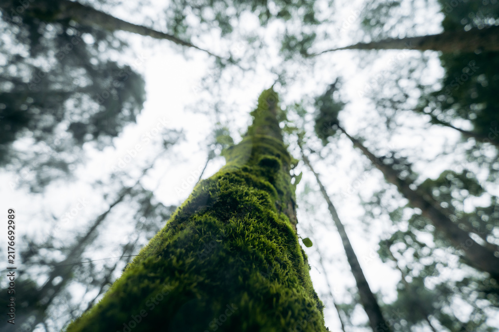 Obraz premium Low angle view looking up a tall mossy tree trunk with ferns in a misty rainforest.