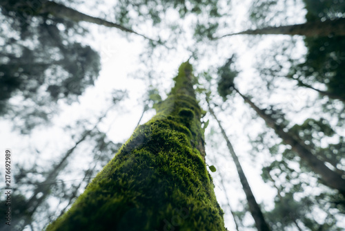 Low angle view looking up a tall mossy tree trunk with ferns in a misty rainforest.