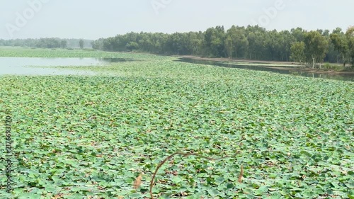 A wide view of a tranquil water lake, with nearly half of its surface naturally covered by dense clusters of vibrant green floating aquatic leaves. 4k video