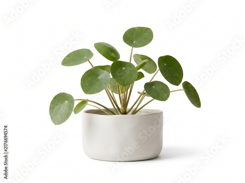 Pilea peperomioides Chinese money plant in white ceramic pot isolated 