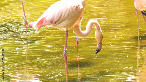 Bild auf Leinwand Greater Flamingo Feeding in a Pond at Kowloon Park