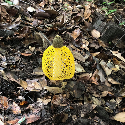 Foto Yellow veiled stinkhorn mushroom (Phallus luteus) growing on a forest floor