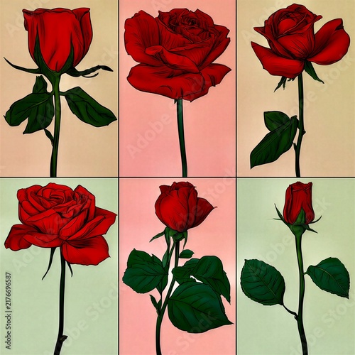 Red Rose Flower Illustration Collection with Six Botanical Designs on Different Color Backdrops