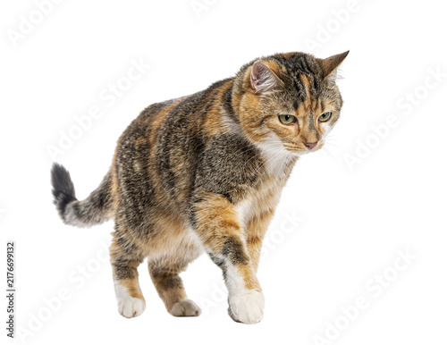 Obraz na plátně Calico domestic cat stalking forward, demonstrating alertness