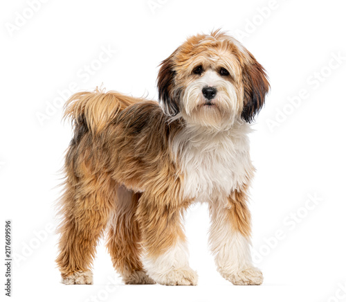 Fotografie Tibetan terrier puppy standing looking at camera