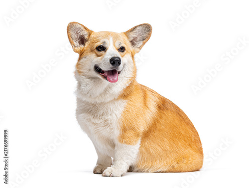 Canvastavla Pembroke welsh corgi sitting happy on white background