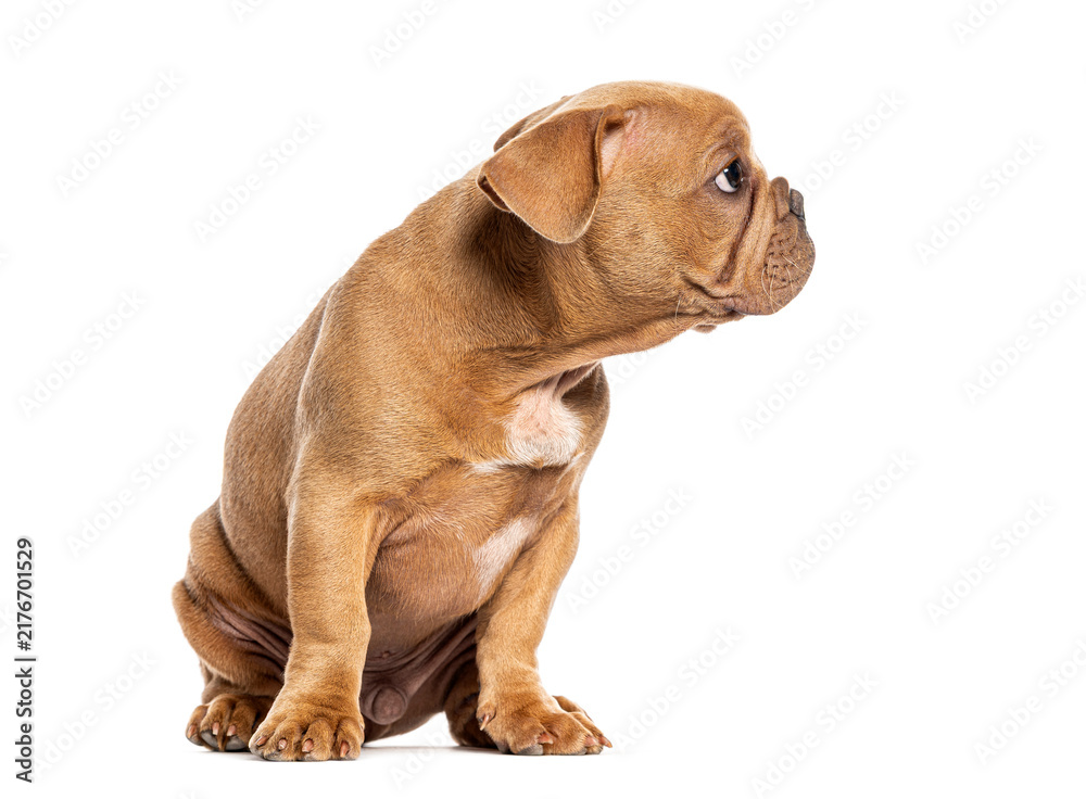Obraz premium french bulldog puppy, three months old, sitting and looking away