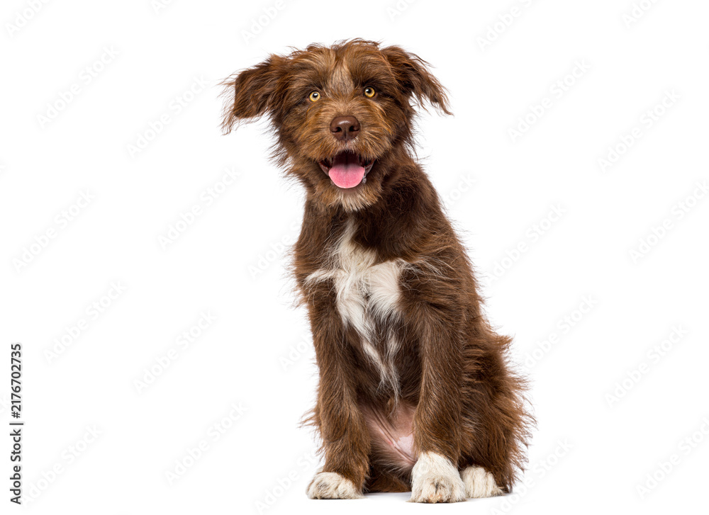 Naklejka premium Brown mixed breed puppy sitting panting, looking cheerful