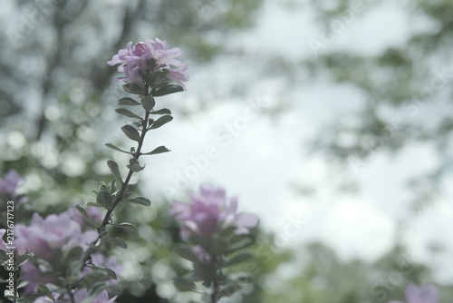 lilac flowers in the garden with copyspace