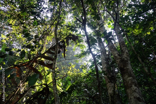 Low angle view of lush tall tree canopy inside a tropical rainforest.