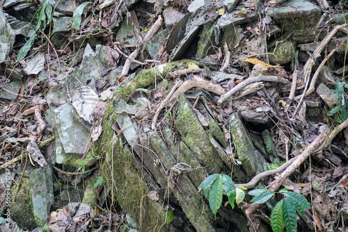 Natural texture of moss-covered rock pile intertwined with roots under shady trees.