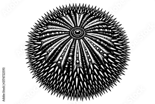 Black and White Echinometra Sea Urchin Scientific Vector Illustration