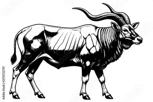 Black and White Common Eland Antelope Monochrome Animal Vector Illustration