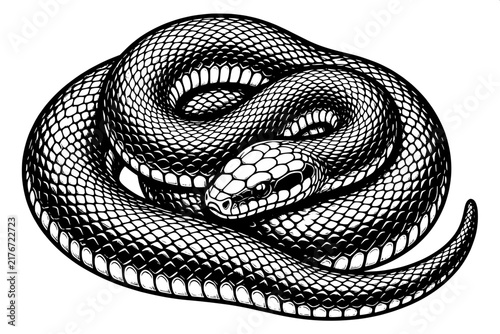 Black and White Burmese Python Scientific Vector Illustration