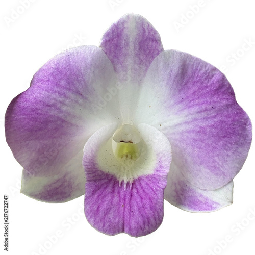 purple orchid isolated on white background