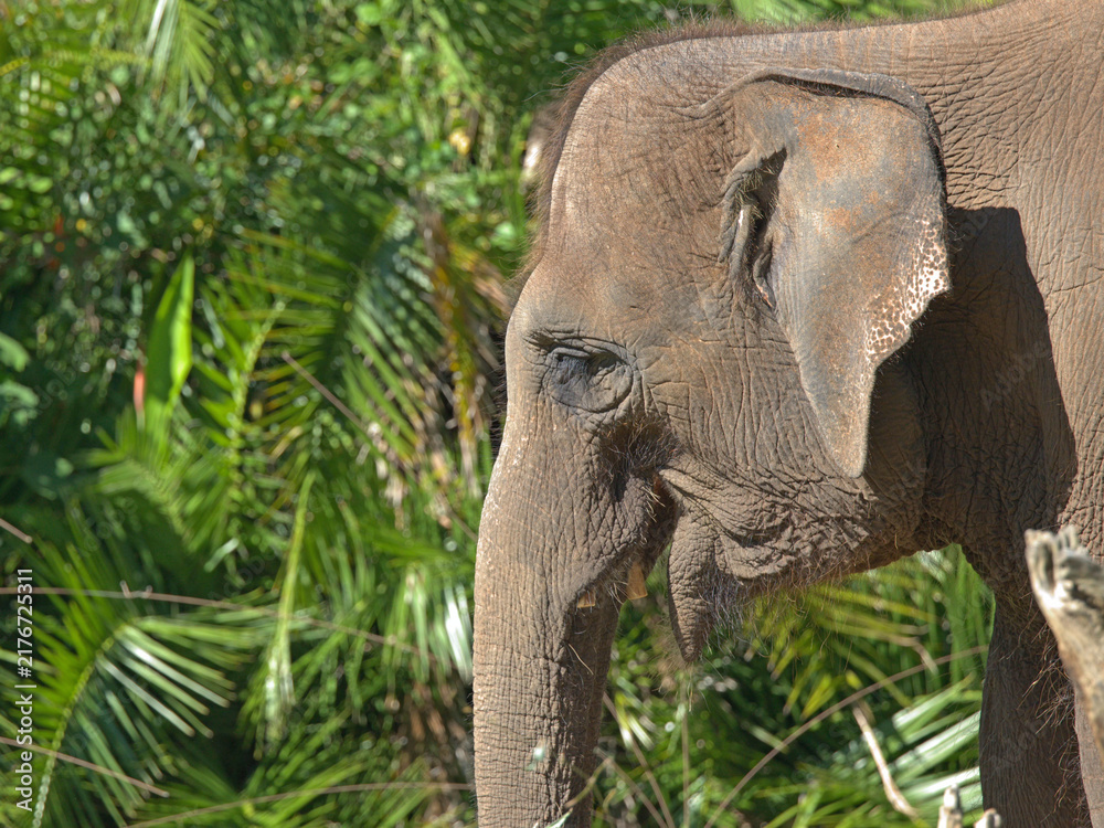 Naklejka premium Profile View of an Asian Elephant in a Lush Tropical Forest