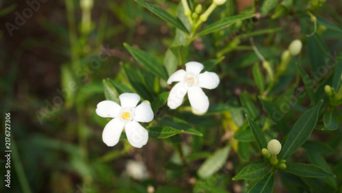 Konstfotografi Delicate white star-shaped flowers blooming among green leaves in a peaceful garden setting