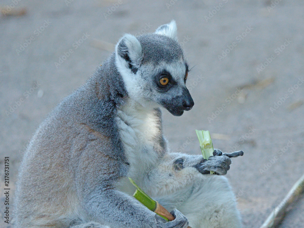 Obraz premium Ring-Tailed Lemur Sitting and Eating Fresh Green Bamboo Stalks