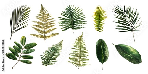 Tropical palm leaves and fern fronds collection isolated on white background