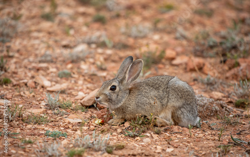 Desert cottontail rabbit crouching on red dirt ground in high desert
