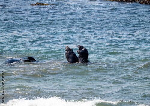 Quadro su tela Male northern elephant seals sparring in Pacific ocean surf, San Simeon, California, USA, August 2026