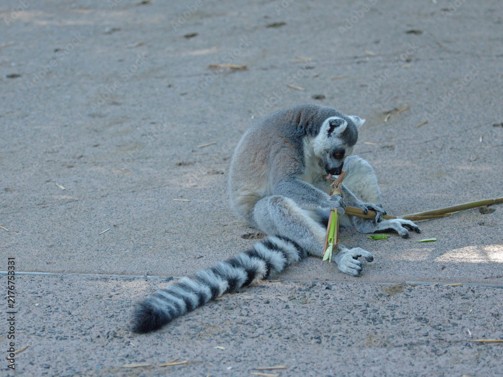 Fototapeta premium Ring-Tailed Lemur Sitting on Ground Eating Bamboo Stalk