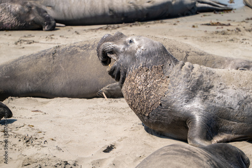 Male northern elephant seal molting and roaring in San Simeon, California, USA, August 2026.