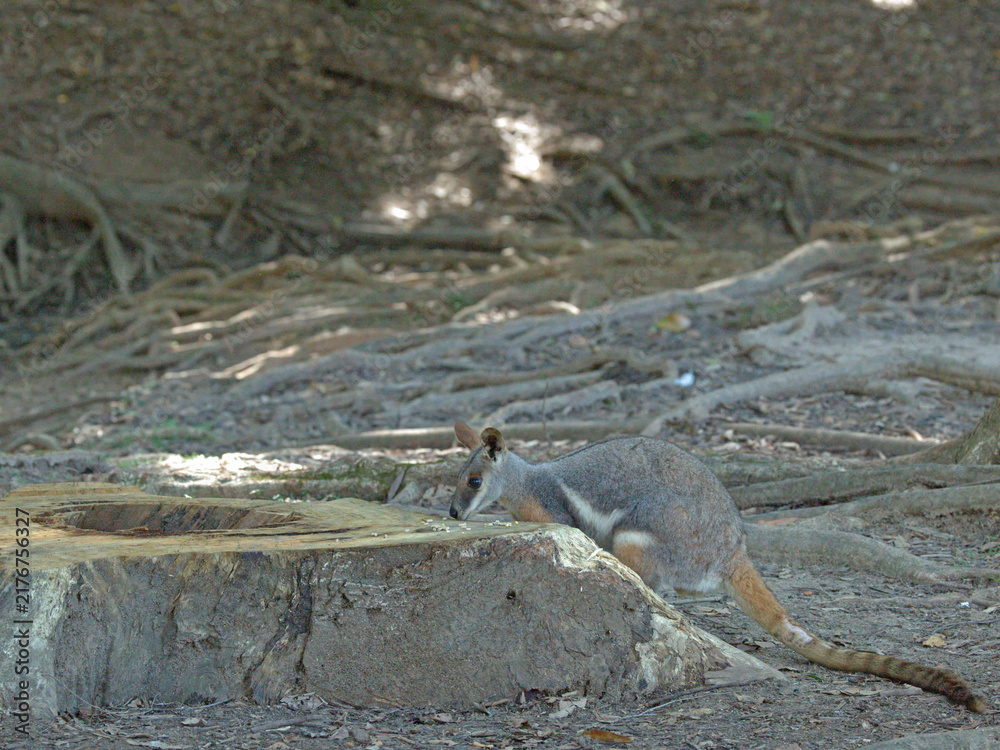 Naklejka premium Yellow-Footed Rock Wallaby Foraging by a Tree Stump in the Forest