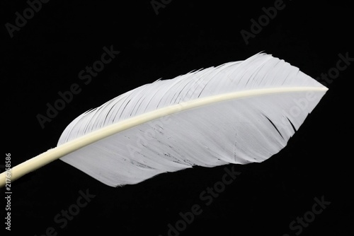 Fotografie White feather on dark background
