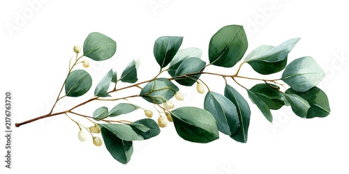 Watercolor eucalyptus branch with silvery green leaves and delicate white buds isolated on a white background